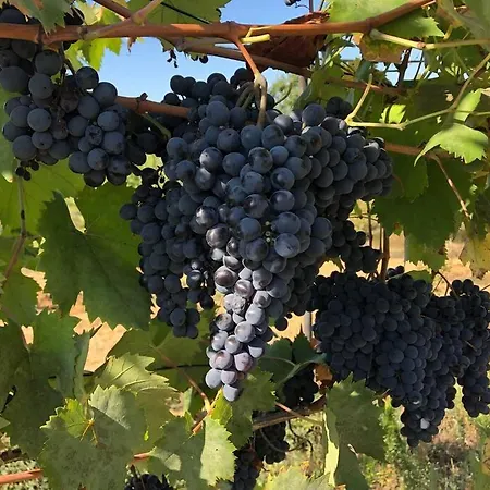 La Vigna Agriturismo 팜스테이 시에나
