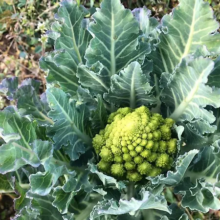 La Vigna Agriturismo *