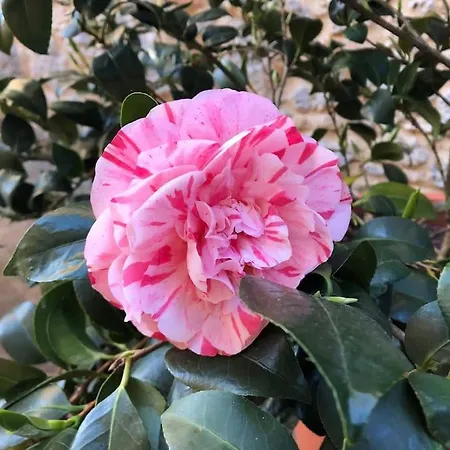 La Vigna Agriturismo *